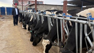 CHP’li Gürer: TÜİK’in 2025 Hayvan Varlığı Verileri Gerçeği Yansıtmıyor