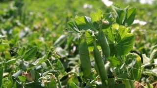 Çin Gümrük İdaresi: Rusya bezelye ithalatında lider oldu