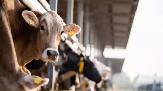 Çin Tarım Bakanlığı sığır eti ve süt sektörüne destek verecek