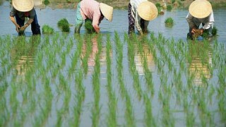 Çin tarım ürünlerinde ithalat vergisini yüzde 9’a düşürdü