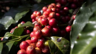 Conab: Brezilya’da 2026 kahve hasadı beklentisi fiyatları düşürdü