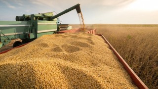 Conab: Brezilya’da Soya Hasadı Başladı, Rekor Üretim Beklentisi