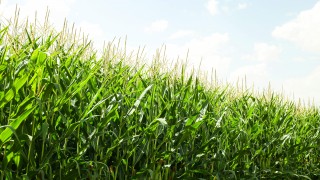 Cornell Üniversitesi: Küresel tarım emisyonları 10 km çözünürlükle haritalandı