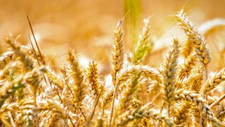 Endonezya, ABD’den tarım ithalatını artıracak