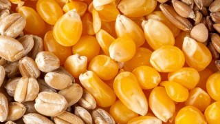 FAO: 2025–2026’da Küresel Tahıl Tüketimi 2,9 Milyar Ton