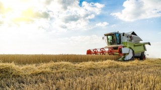 FAO: Küresel tahıl stok/tüketim oranı 2001’den beri en yüksek seviyesinde