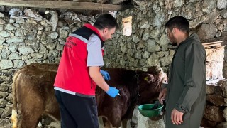 Giresun İl Tarım: Şap Aşılama Kampanyası başladı