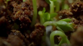 John Innes Merkezi: Arpa kökleri faydalı bakterileri seçiyor