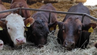 Kazakistan, Rusya’dan İthalat ve Transit Hayvanlara Kısıtlama Getirdi