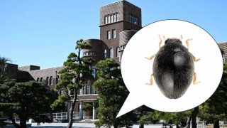 Kyushu Üniversitesi Japonya’da yeni uğur böceği türü keşfetti
