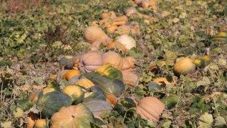 Penn State: Kültür balkabağında koku ve arı tepkisi değişti