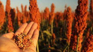 Reuters: Brezilya, ocakta Çin’e 12 yıl sonra sorgum sattı