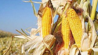 Reuters: USDA’nın Mısır Alanı Revizyonu Piyasayı Sarstı