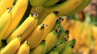 Rosselhoznadzor: Rusya’da Muz Tedariki İstikrarlı Seyrediyor