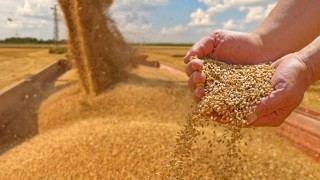 Rosstat: Rusya’nın 2025 tahıl üretimi 138,8 milyon ton
