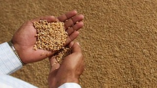 Rus buğdayı fiyatları Şubat sevkiyatında 232 dolara çıktı