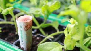 Rusya Tarım Bakanlığı sübvansiyonlu krediye tarım sigortası şartı getirdi