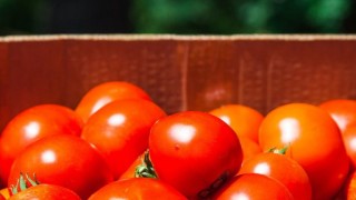 Rusya Tarım Bakanlığı, Türkiye'den domates kotasını artırıyor