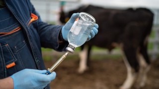 Rusya’da sığırlar için yeni bir aşı geliştirilecek