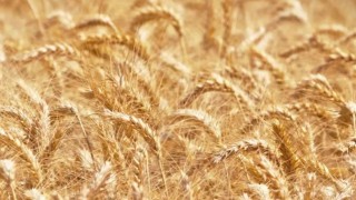 Rusya’nın Buğday İhracat Tahmini Düşürüldü