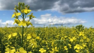 SCMP: Kanada’nın Çin’e kanola sevkiyatı yeniden risk altında