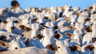 Scot: Brezilya’da kesime hazır sığır fiyatları yükseliyor