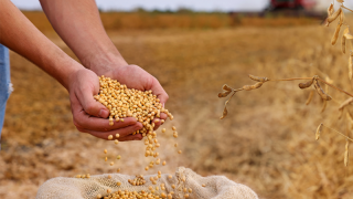 SEA: Hindistan’da ocakta soya ve kanola küspesi ihracatı düştü