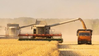 SovEcon Rusya buğday rekolte tahminini 85,9 milyon tona yükseltti