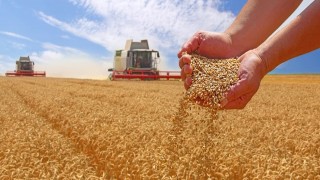 SovEcon: Rusya’da buğday ve arpa fiyatları yükseldi