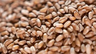 Suudi Arabistan, 655 bin ton buğday alımı için ihale açtı