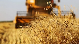 Tarım Bakanlığı, SKFO’da 2026 Ekim Alanlarını Artırıyor