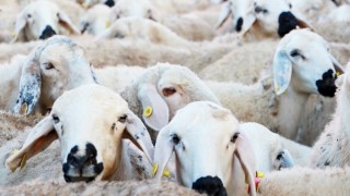 Tarım ve Orman Bakanlığı küçükbaş destek projesinin şartlarını açıkladı