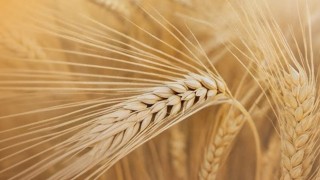 Türkiye, Rusya’nın arpa ihracatında ikinci büyük alıcı