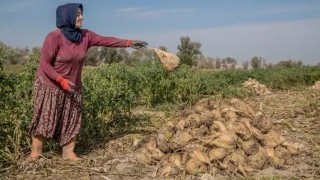 Türkşeker: Ilgın Şeker Fabrikası’nda kota kesintisi yok