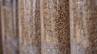 Yetkililer: Buğday ihracat vergisi 11–17 Şubat’ta sıfır