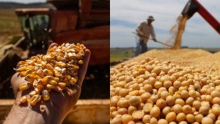 ABD’de Mısır ve Soya Fiyatları Petrol Düşüşüyle Geriledi