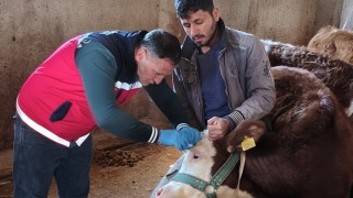 Adıyaman’da şap ve brusella aşılaması hız kesmiyor
