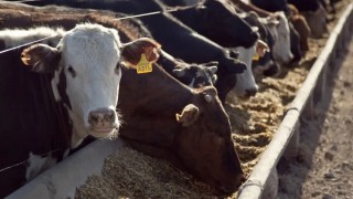 Arjantin’de besi işletmelerinde hayvan sayısı rekor seviyeye ulaştı