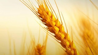 Avrupa’da 2026 tahıl üretimi düşüş gösterecek