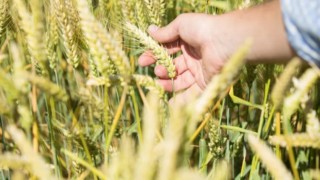 Avrupa’da Don Riski Artıyor