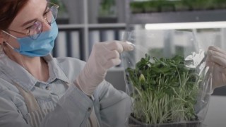 Batı Sidney Üniversitesi: Bitki Pasına Karşı Yeni Yöntem