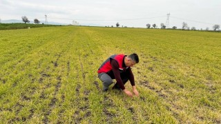 Biga İlçe Tarım Uyardı: Arpa Tarlalarında Sararma Görüldü