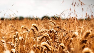 Bilim insanları: Isıya dayanıklı pirinç ve mısır geliştiriliyor