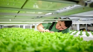 Bir girişimci Grönland’da Arktik’te Marul Yetiştiriyor