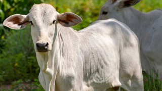 Brezilya’da dana fiyatları rekor seviyeye ulaştı