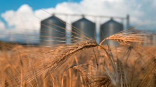 Brezilya’da Tahıl Depolama Sorunu Büyüyor