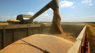 Cezayir OAIC: Unluk Buğday İçin İhale Açtı