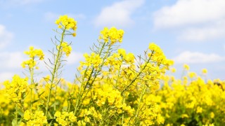 Çin, Kanada Kanola Anti-Damping Vergisini 5,9’a Düşürdü