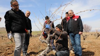 Elazığ’da bağcılara budama eğitimi verildi