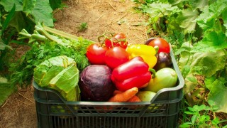 FAO: Küresel Gıda Fiyat Endeksi Şubat’ta Yükseldi